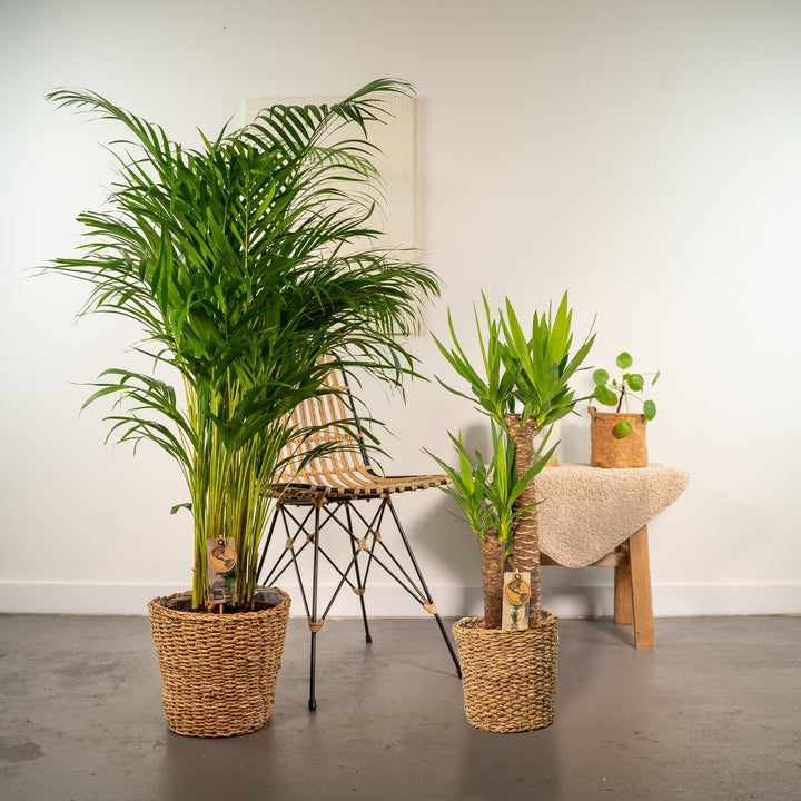 Areca - ↨130cm - Ø24cm + Yucca - ↨100cm - Ø21cm-Plant-Botanicly