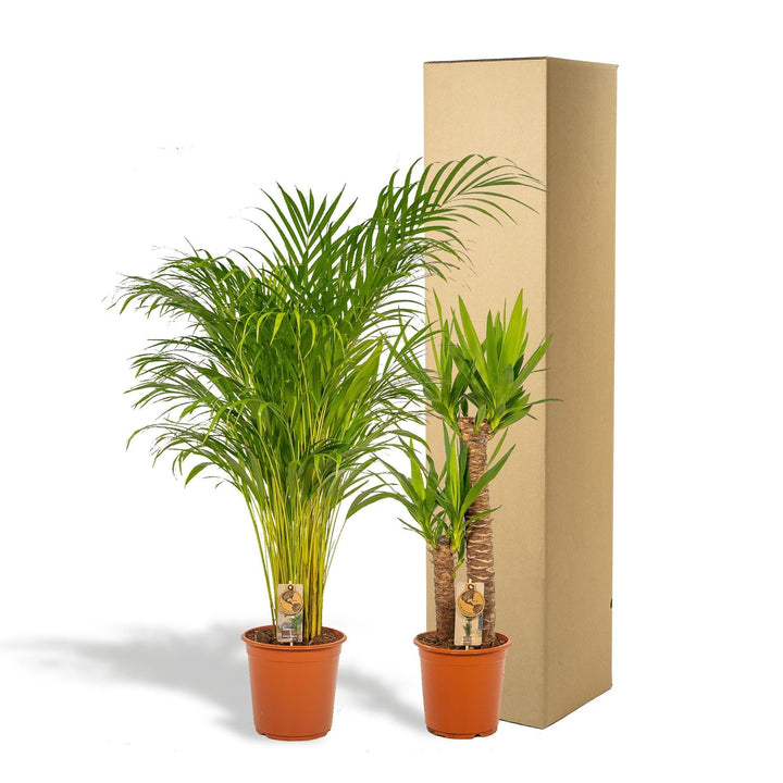 Areca - ↨130cm - Ø24cm + Yucca - ↨100cm - Ø21cm-Plant-Botanicly