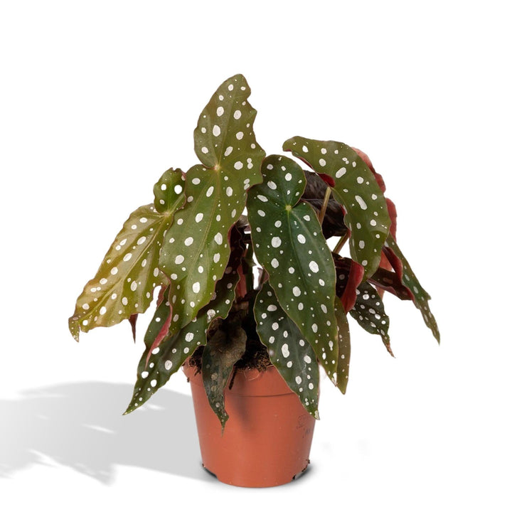 Begonia Maculata - Blattbegonie - 20cm - Ø12-Plant-Botanicly