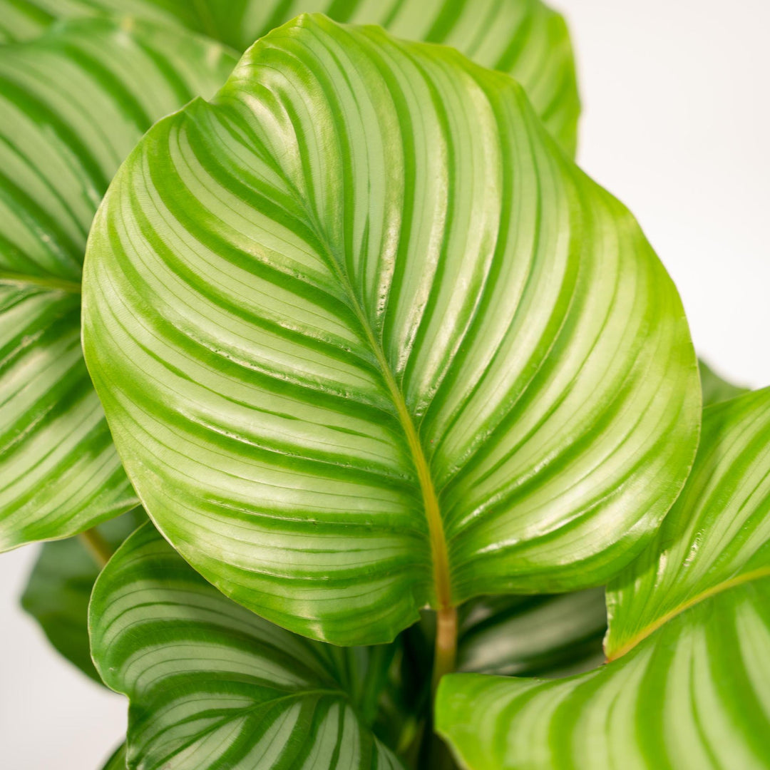 Calathea Orbifolia - 65-75cm hoch, ø19cm - Zimmerpflanze - Schattenpflanze - Luftreinigend - Frisch aus der Gärtnerei-Plant-Botanicly