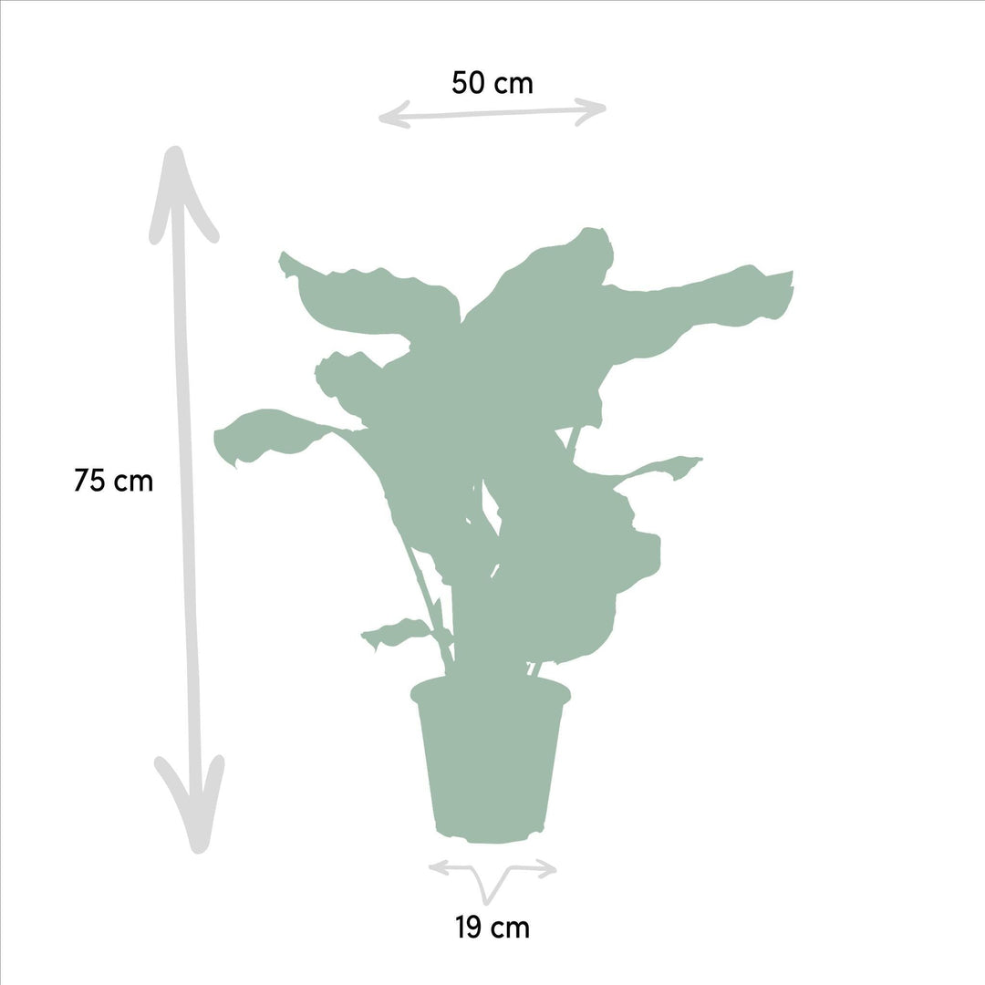 Calathea Orbifolia - 65-75cm hoch, ø19cm - Zimmerpflanze - Schattenpflanze - Luftreinigend - Frisch aus der Gärtnerei-Plant-Botanicly