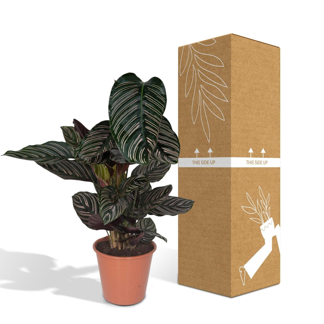 Calathea Ornata - Pfauenpflanze - 75cm - Ø19-Plant-Botanicly