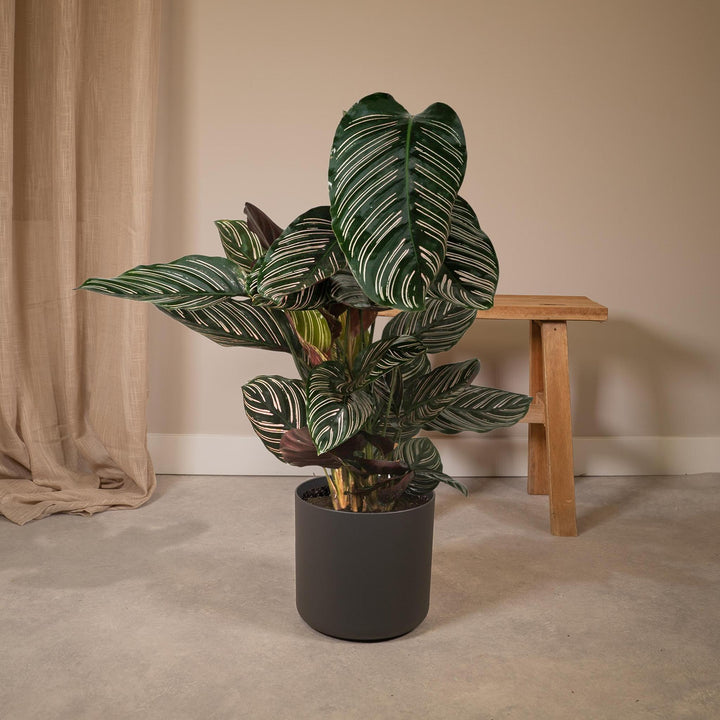 Calathea Ornata - Pfauenpflanze - 75cm - Ø19-Plant-Botanicly