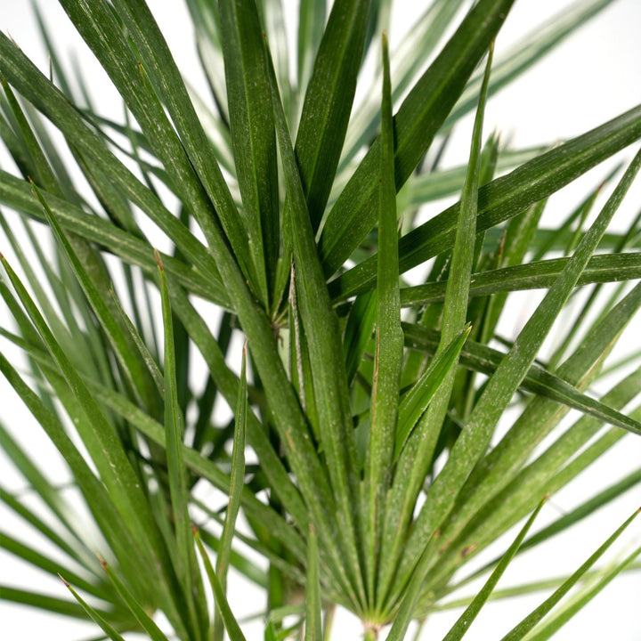 Chamaerops Humilis - 65cm - Ø18-Plant-Botanicly