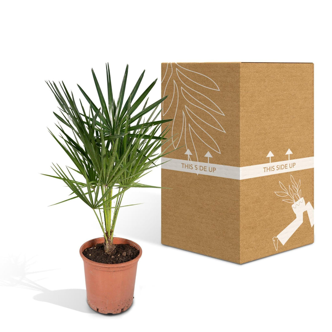 Chamaerops Humilis - 65cm - Ø18-Plant-Botanicly