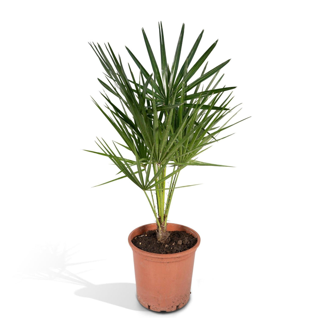 Chamaerops Humilis - 65cm - Ø18-Plant-Botanicly