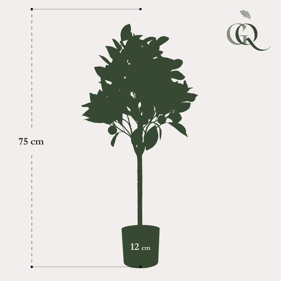 Citrus Sinensis - Orange baum - 75 cm - kunstpflanze-Plant-Botanicly