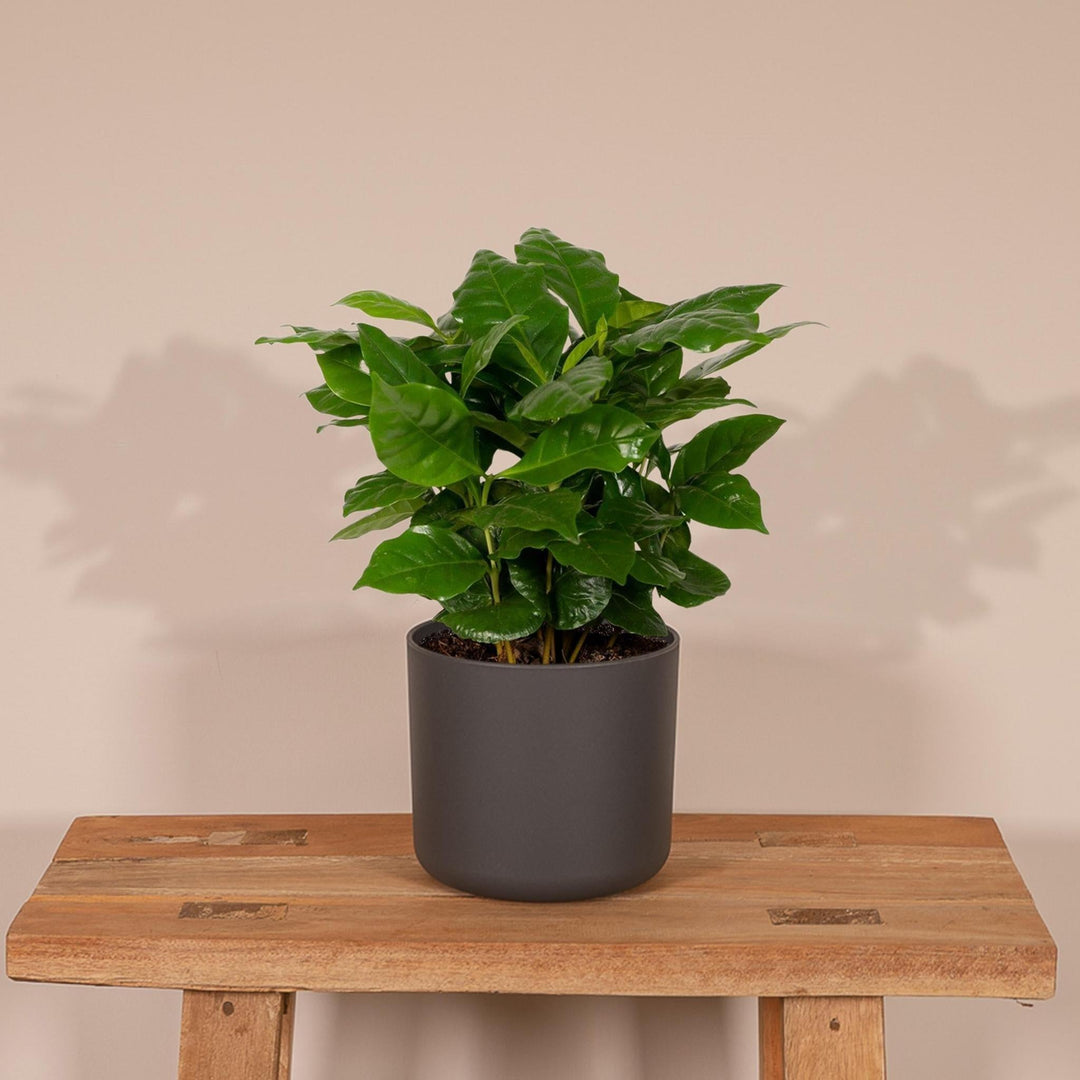 Coffea Arabica - Kaffeepflanze - 25cm - Ø12-Plant-Botanicly