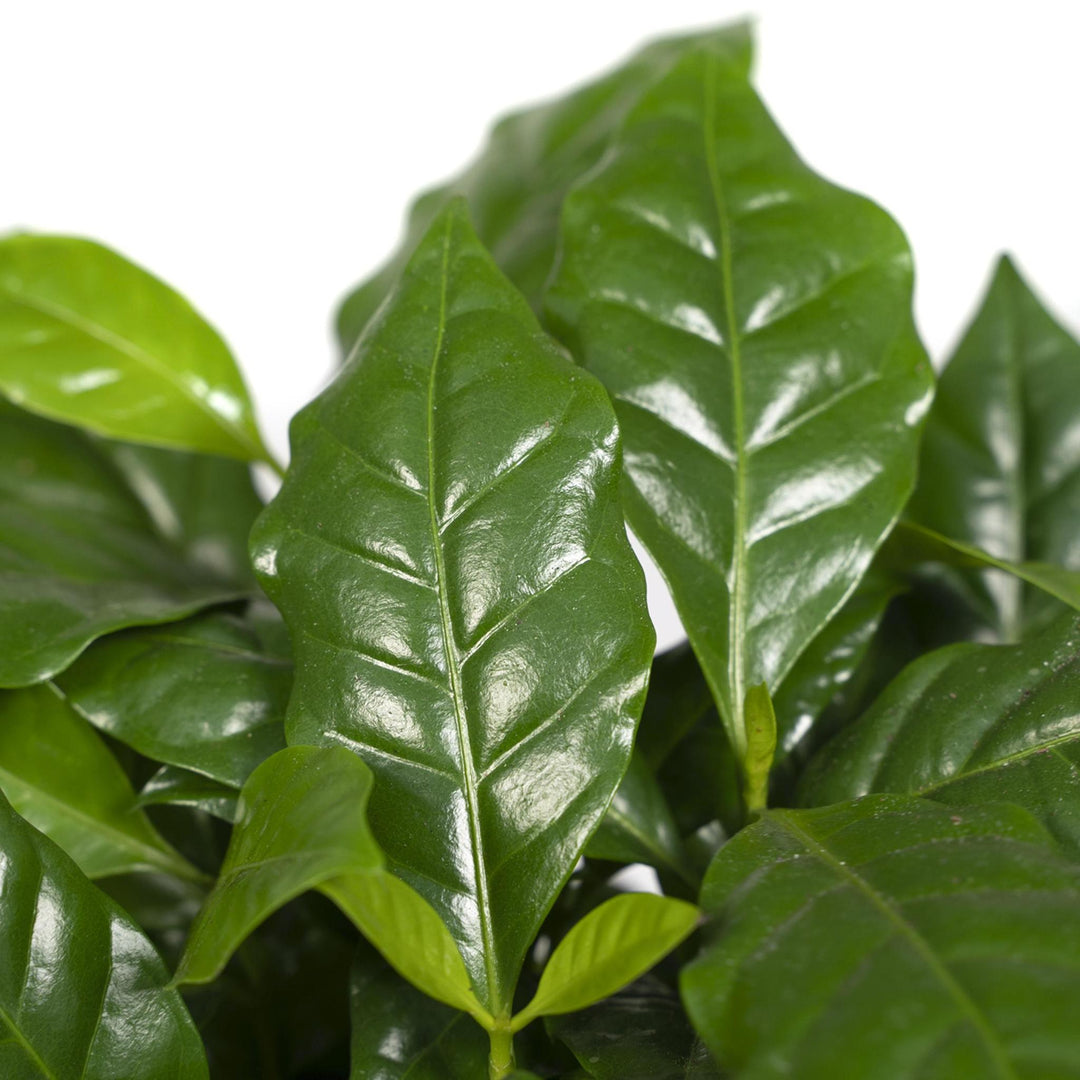 Coffea Arabica - Kaffeepflanze - 25cm - Ø12-Plant-Botanicly