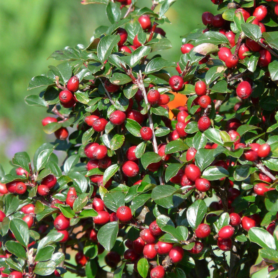 Cotoneaster dammeri P9 10/25  6x-Plant-Botanicly