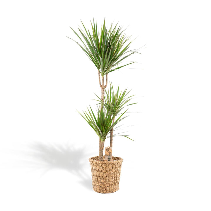 Dracaena mit Korb - ↨120cm - Ø21cm-Plant-Botanicly