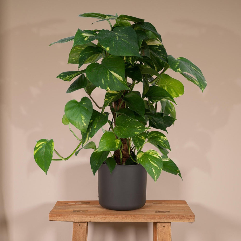 Epipremnum Aureum Moosstab - 60cm - ø15-Plant-Botanicly