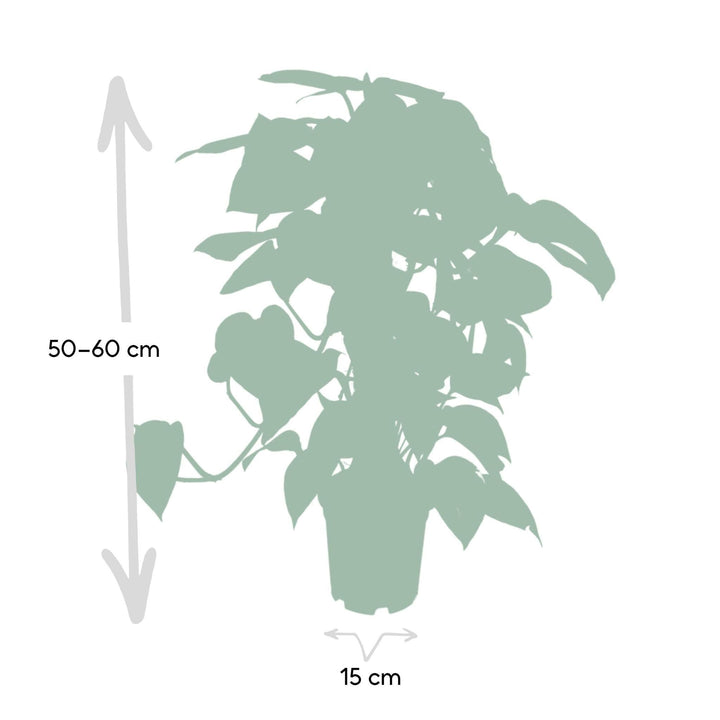 Epipremnum Aureum Moosstab - 60cm - ø15-Plant-Botanicly