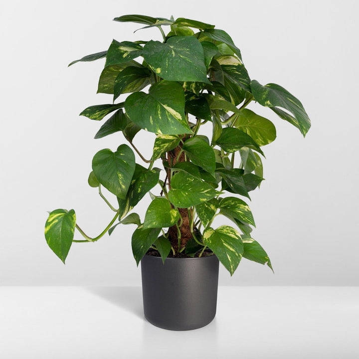 Epipremnum Aureum Moosstab - 60cm - ø15-Plant-Botanicly