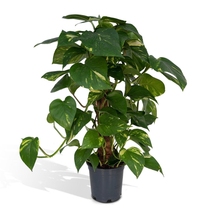 Epipremnum Aureum Moosstab - 60cm - ø15-Plant-Botanicly