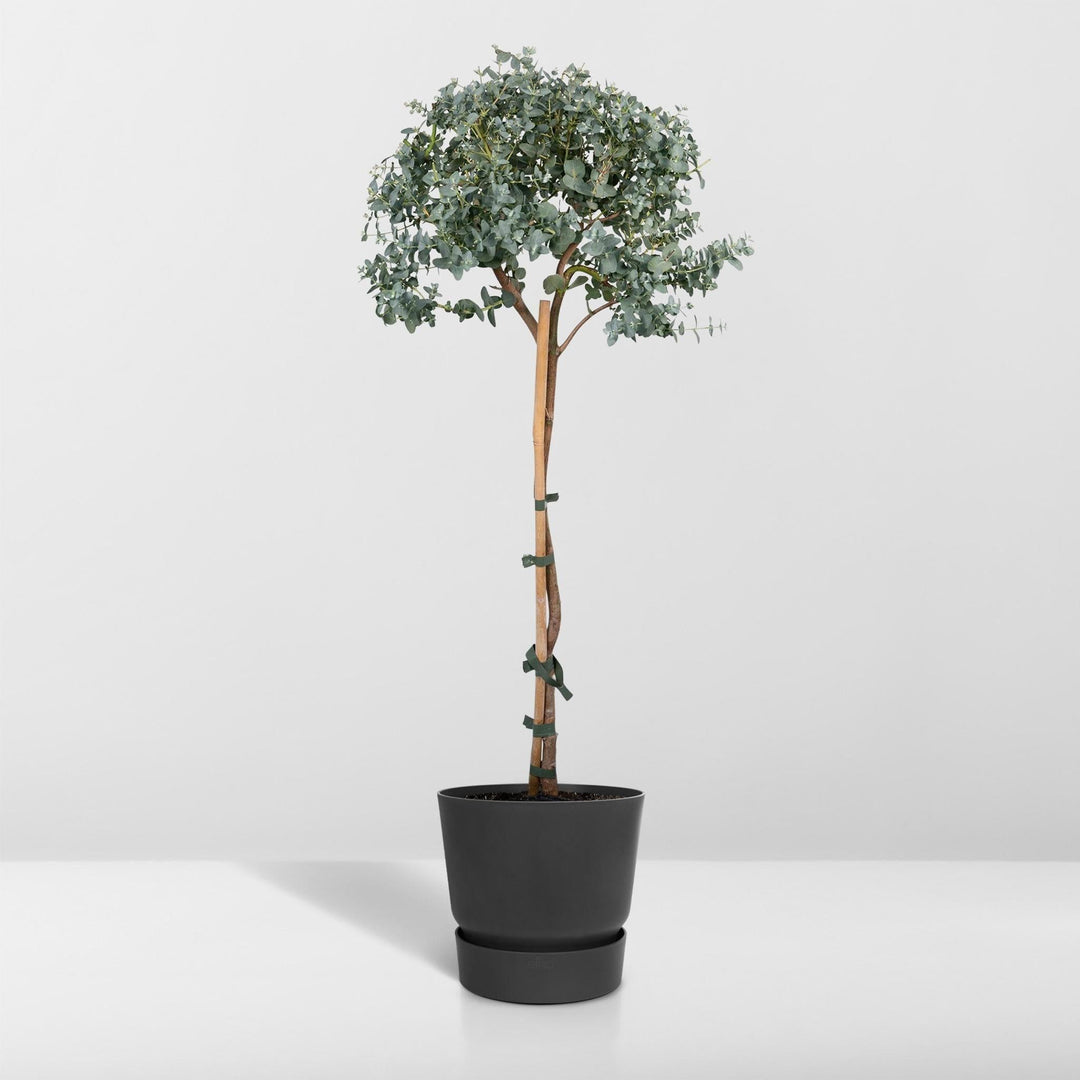 Eukalyptus auf Stiel - 80cm - Ø17-Plant-Botanicly