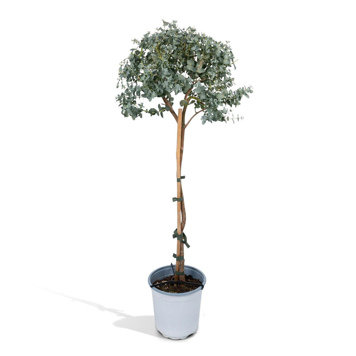 Eukalyptus auf Stiel - 80cm - Ø17-Plant-Botanicly