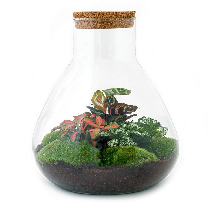 Flaschengarten - Sam XL Rot - ↑ 35 cm-Plant-Botanicly