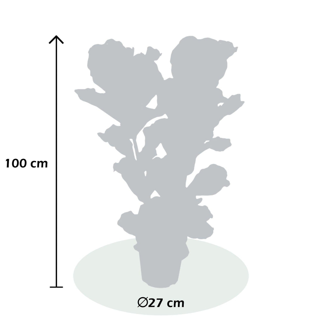 Geigenfeige (Ficus Lyrata) - Nachhaltige Zimmerpflanzen kaufen Botanicly Foto 7