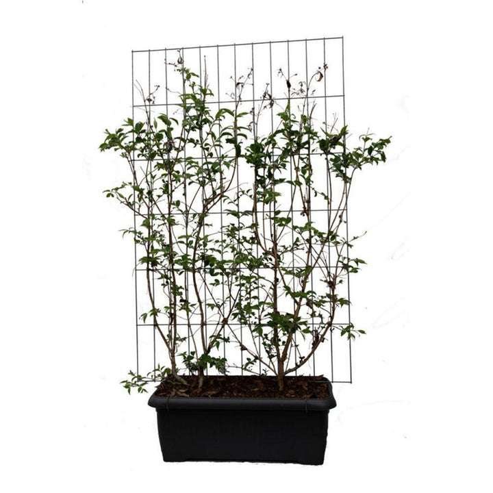 Heptacodium miconioides - ↨180cm - 2 stuks-Plant-Botanicly