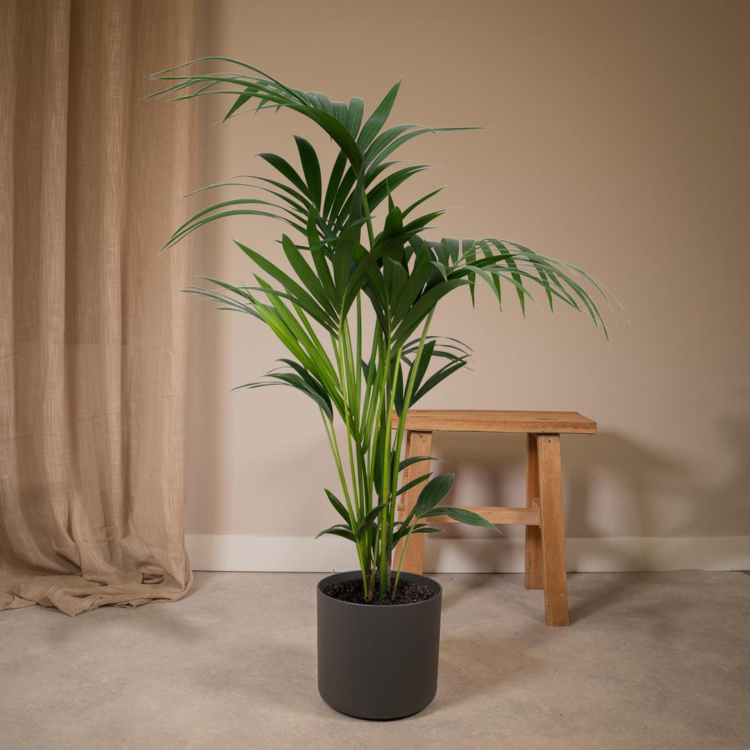 Howea Forsteriana - Kentia-Palme - 120cm - Ø24-Plant-Botanicly