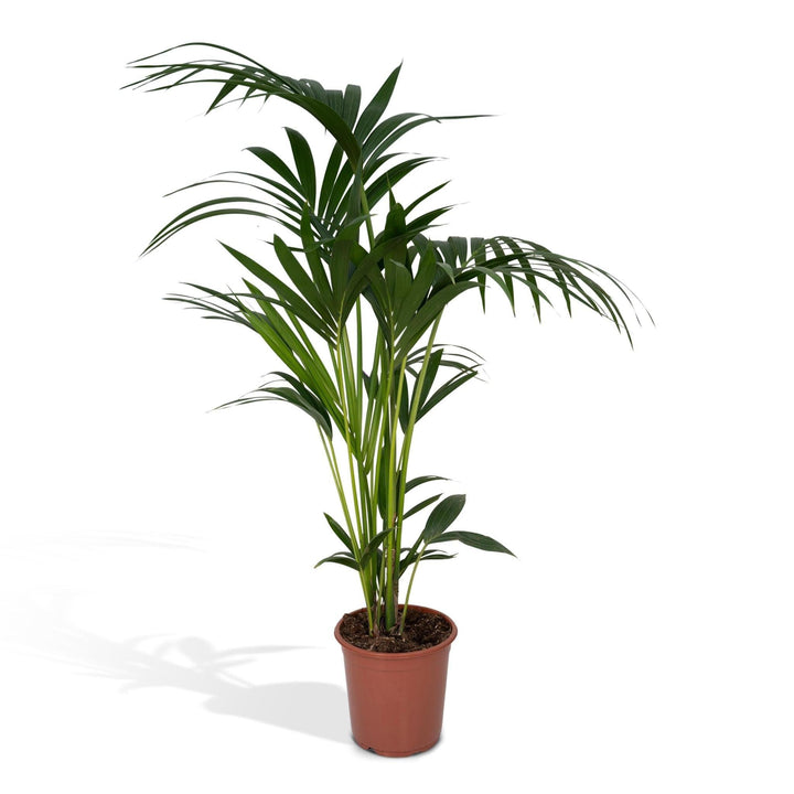 Howea Forsteriana - Kentia-Palme - 120cm - Ø24-Plant-Botanicly