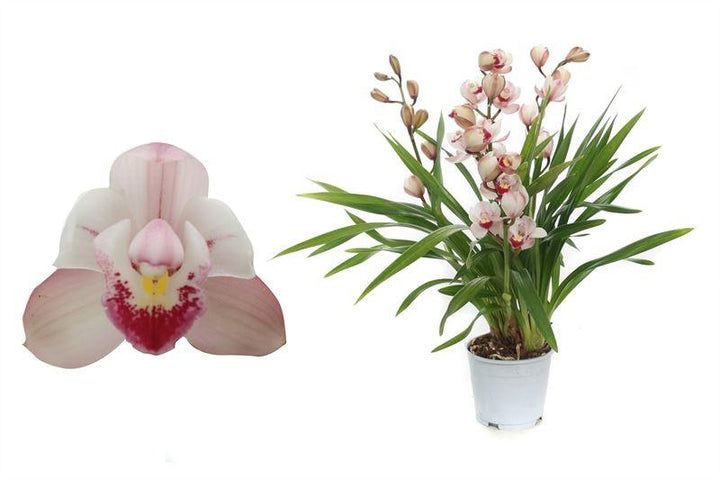 Kahnorchidee (Cymbidium) - Nachhaltige Zimmerpflanzen kaufen Botanicly Foto 1