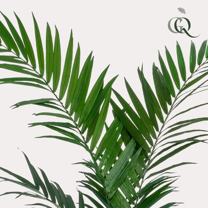 Kentiapalme - 150 cm - kunstpflanze-Plant-Botanicly