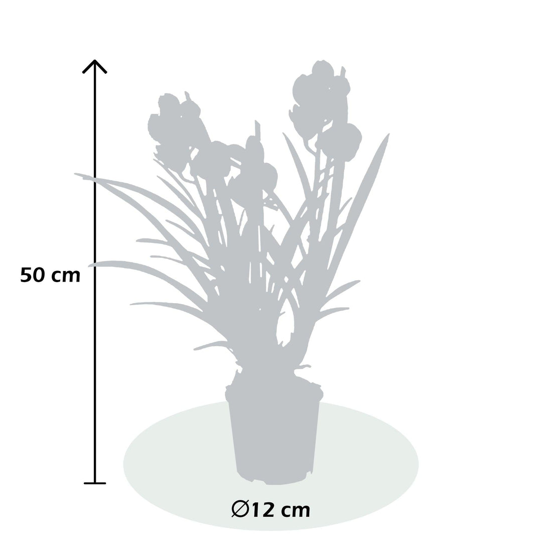 Kahnorchidee (Cymbidium) - Nachhaltige Zimmerpflanzen kaufen Botanicly Foto 4