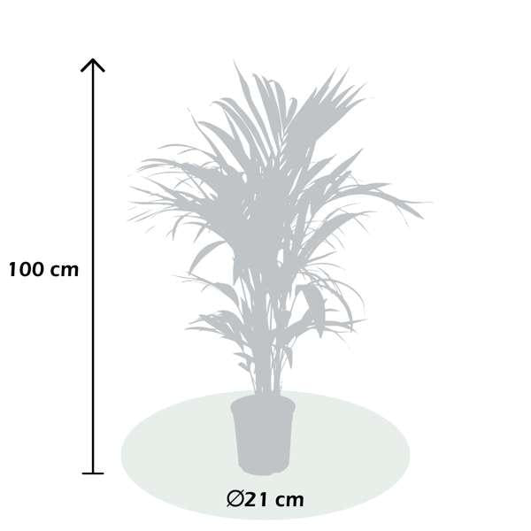 Klara die Kentiapalme- 3 Pflanzen-FALSE-Botanicly