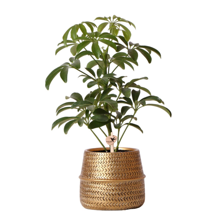 Kolibri Greens | Grünpflanze - Schefflera Bush in Groove pot gold - Topfgröße Ø9cm - grüne Zimmerpflanze - frisch vom Züchter-Plant-Botanicly