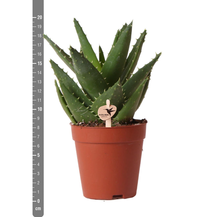 Kolibri Greens | Grünpflanze - Sukkulente Aloe Brevifolia - Topfgröße Ø9cm - grüne Zimmerpflanze - frisch aus der Gärtnerei-Plant-Botanicly