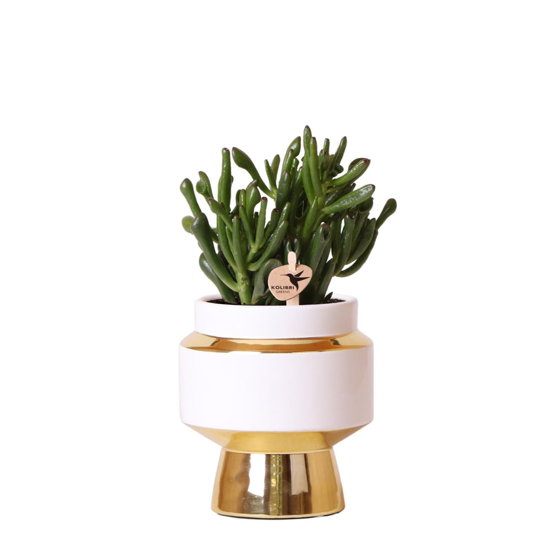 Kolibri Greens - Grünpflanze - Sukkulente Crassula Hobbit im Le Chic Topf gold - Topfgröße Ø9cm - grüne Zimmerpflanze - frisch aus der Gärtnerei-Plant-Botanicly