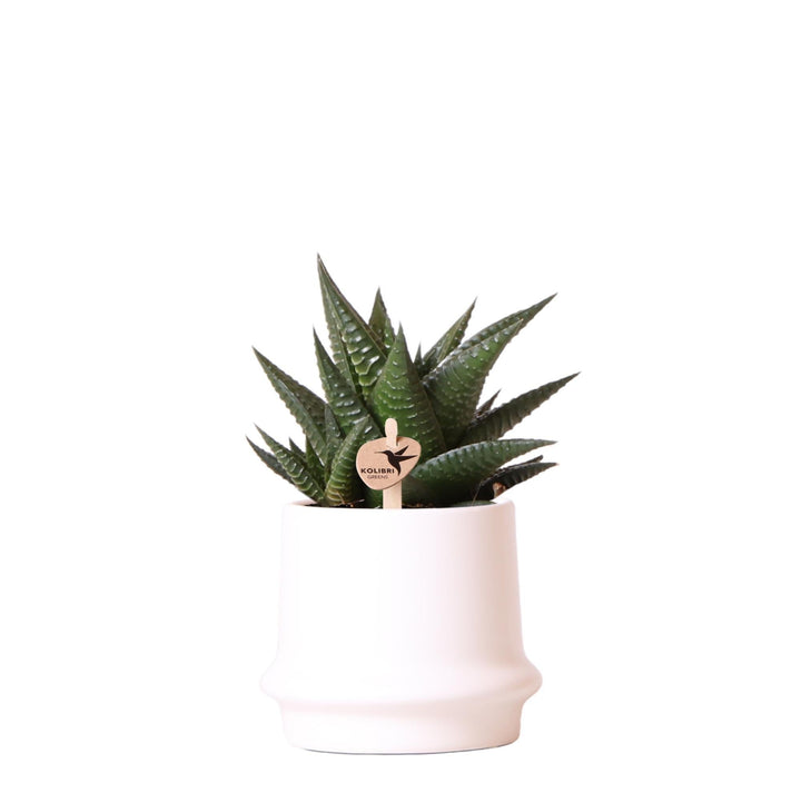 Kolibri Greens | Grünpflanze - Sukkulente Haworthia Limifolia im Ringtopf weiß - Topfgröße Ø9cm - grüne Zimmerpflanze - frisch vom Züchter-Plant-Botanicly