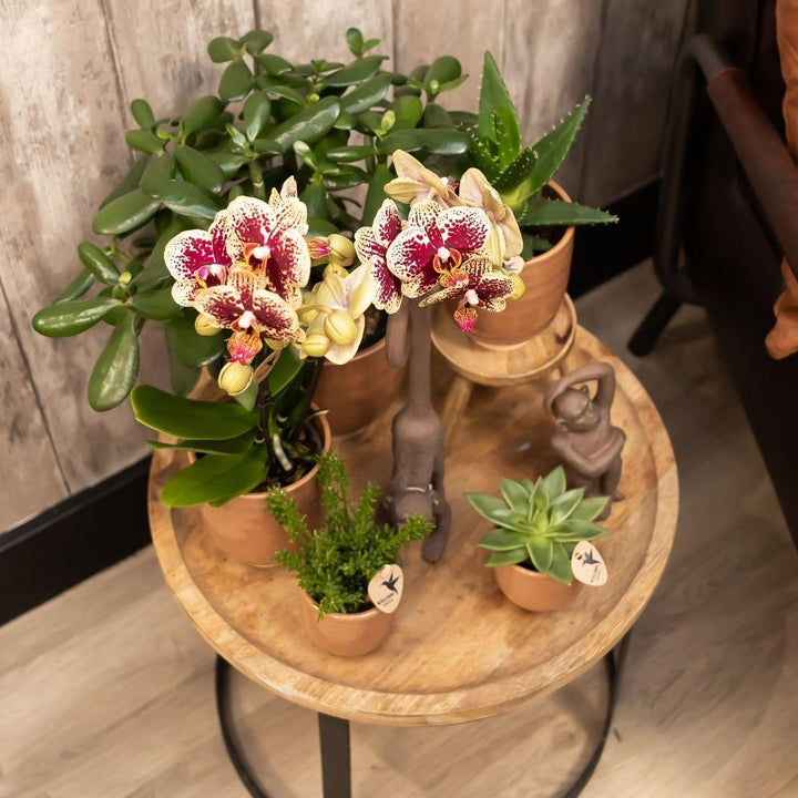 Kolibri Home | Blumentopf glasiert - Cognacfarbener Keramik-Topf mit Glanz - Topfgröße Ø9cm-Plant-Botanicly