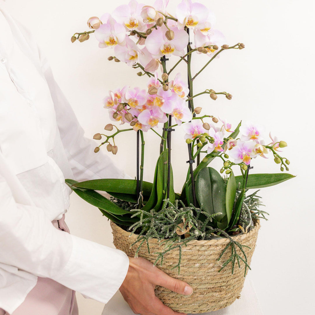 Kolibri Home - Einlage mit Wasserreservoir für Orchideen 1x12 + 2x9 - Field Bouquet - Bewässerungssystem für Orchideen Ø25cm-Plant-Botanicly