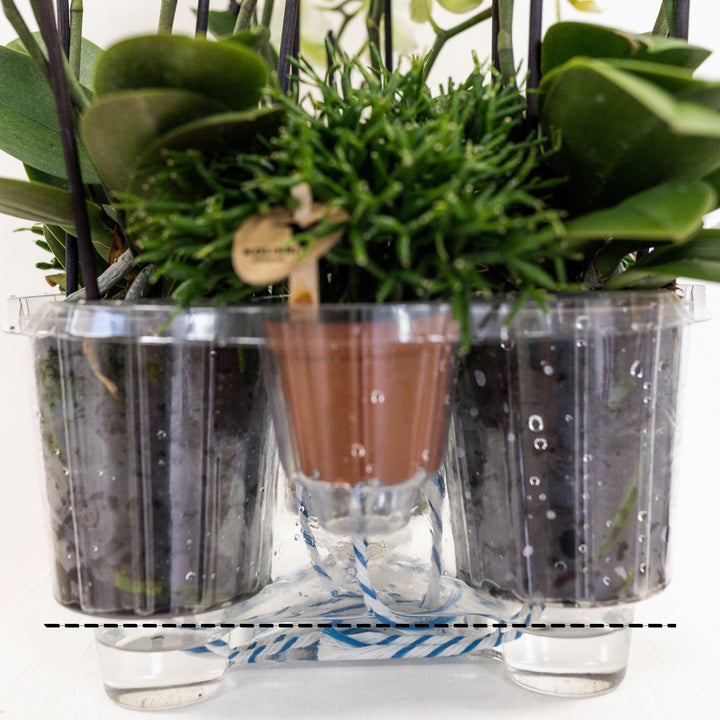Kolibri Home - Einlage mit Wasserreservoir für Orchideen 1x12 + 2x9 - Field Bouquet - Bewässerungssystem für Orchideen Ø25cm-Plant-Botanicly