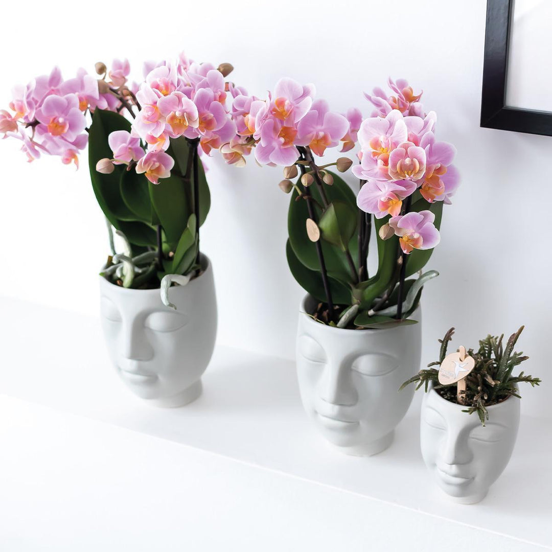 Kolibri Home | Face to face Blumentopf - Weißer Keramiktopf - Topfgröße Ø9cm-Plant-Botanicly