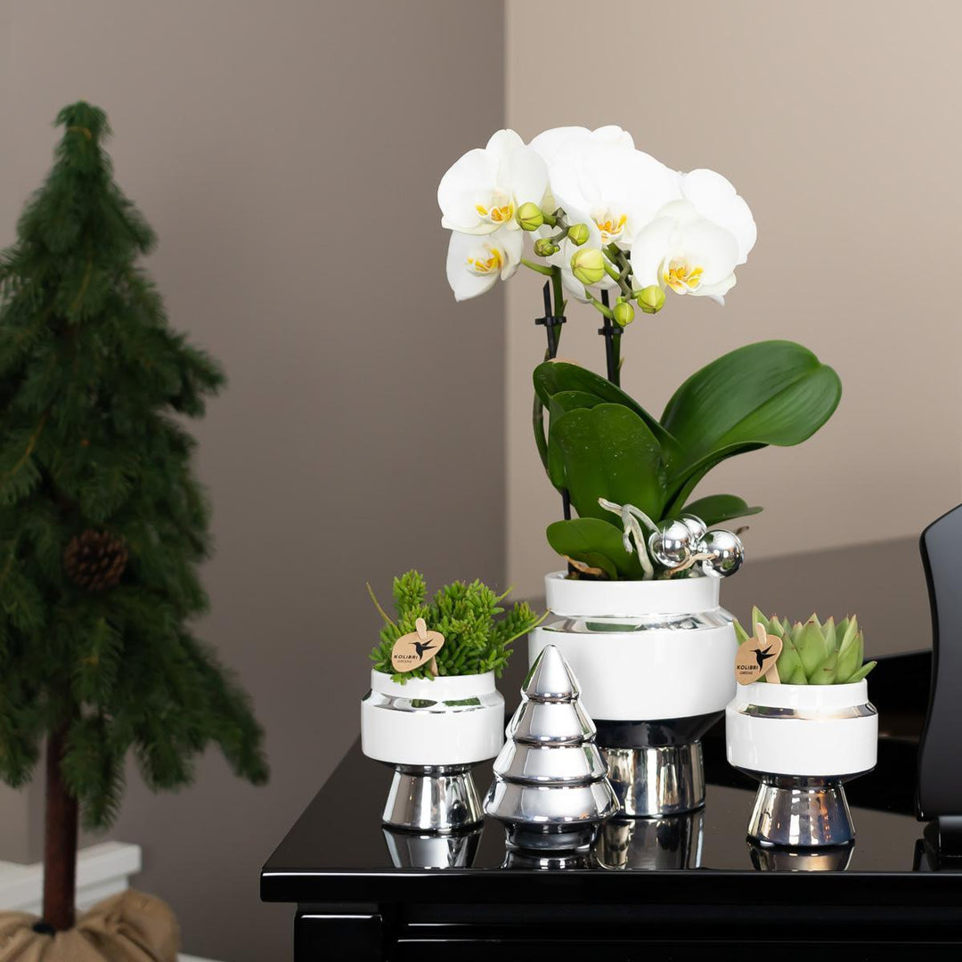 Kolibri Home | Le Chic Blumentopf - Weißer dekorativer Keramiktopf mit silbernen Details - Topfgröße Ø6cm-Plant-Botanicly