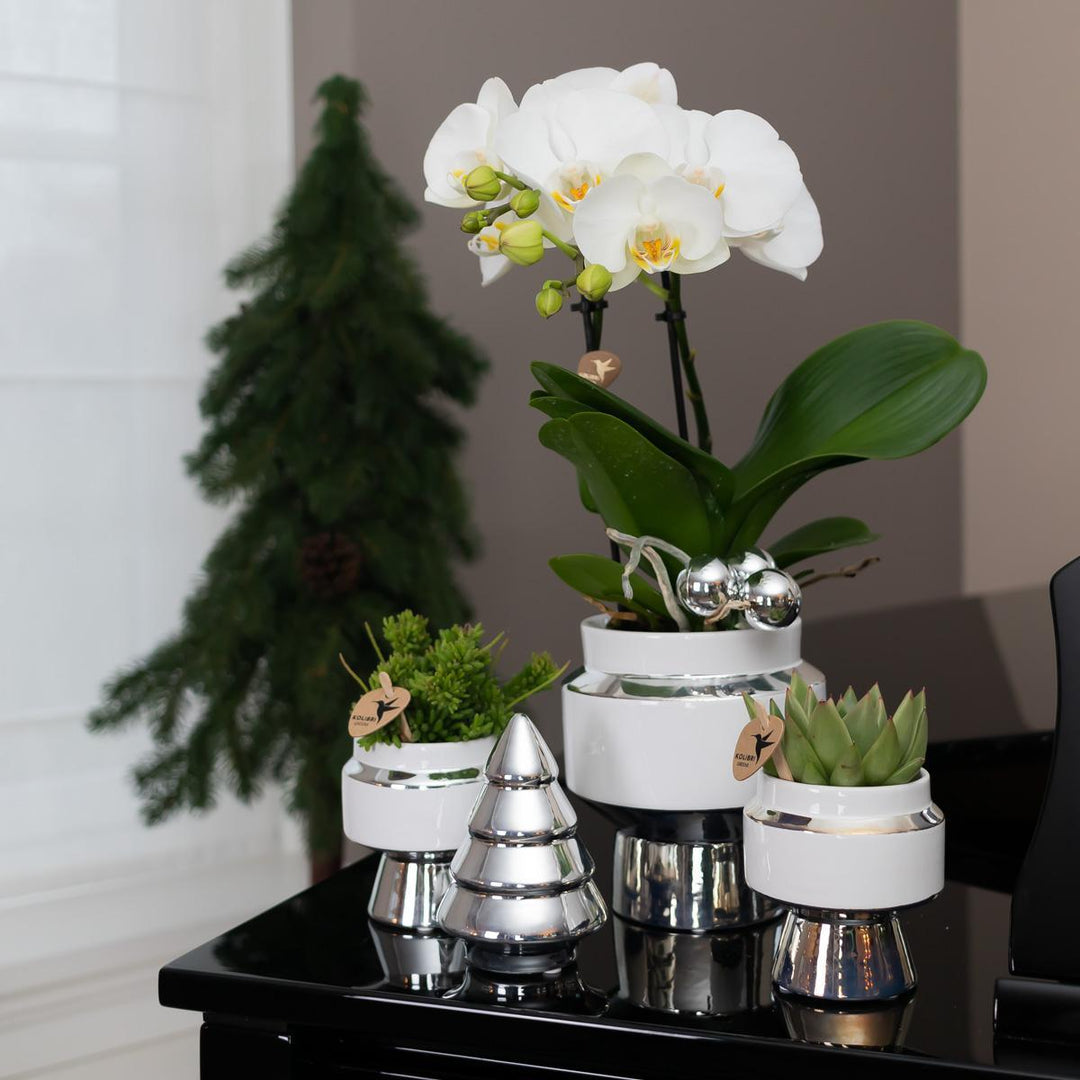 Kolibri Home | Le Chic Blumentopf - Weißer dekorativer Keramiktopf mit silbernen Details - Topfgröße Ø6cm-Plant-Botanicly