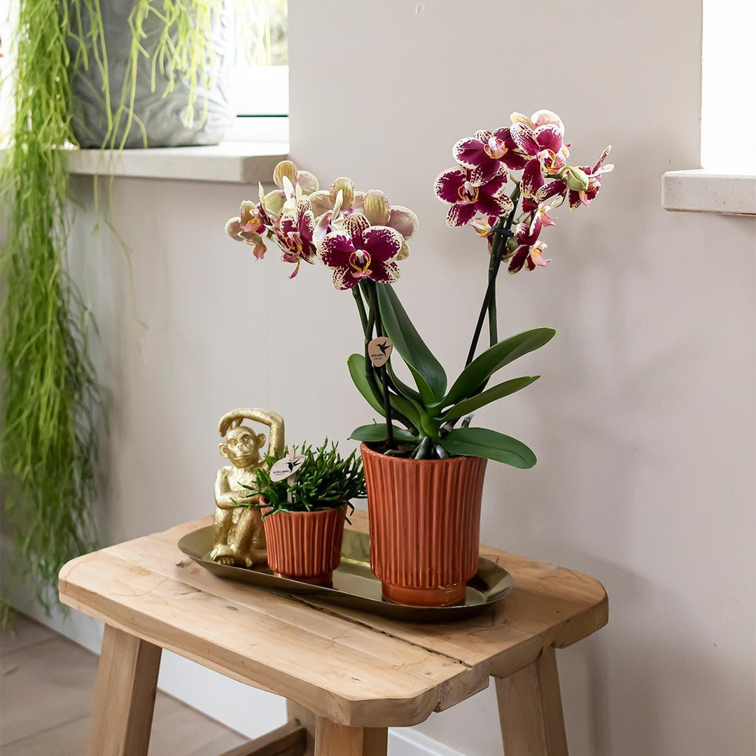 Kolibri Home | Retro Terrakotta Blumentopf - terrakottafarbener Keramik Deko-Topf Ø6cm-Plant-Botanicly