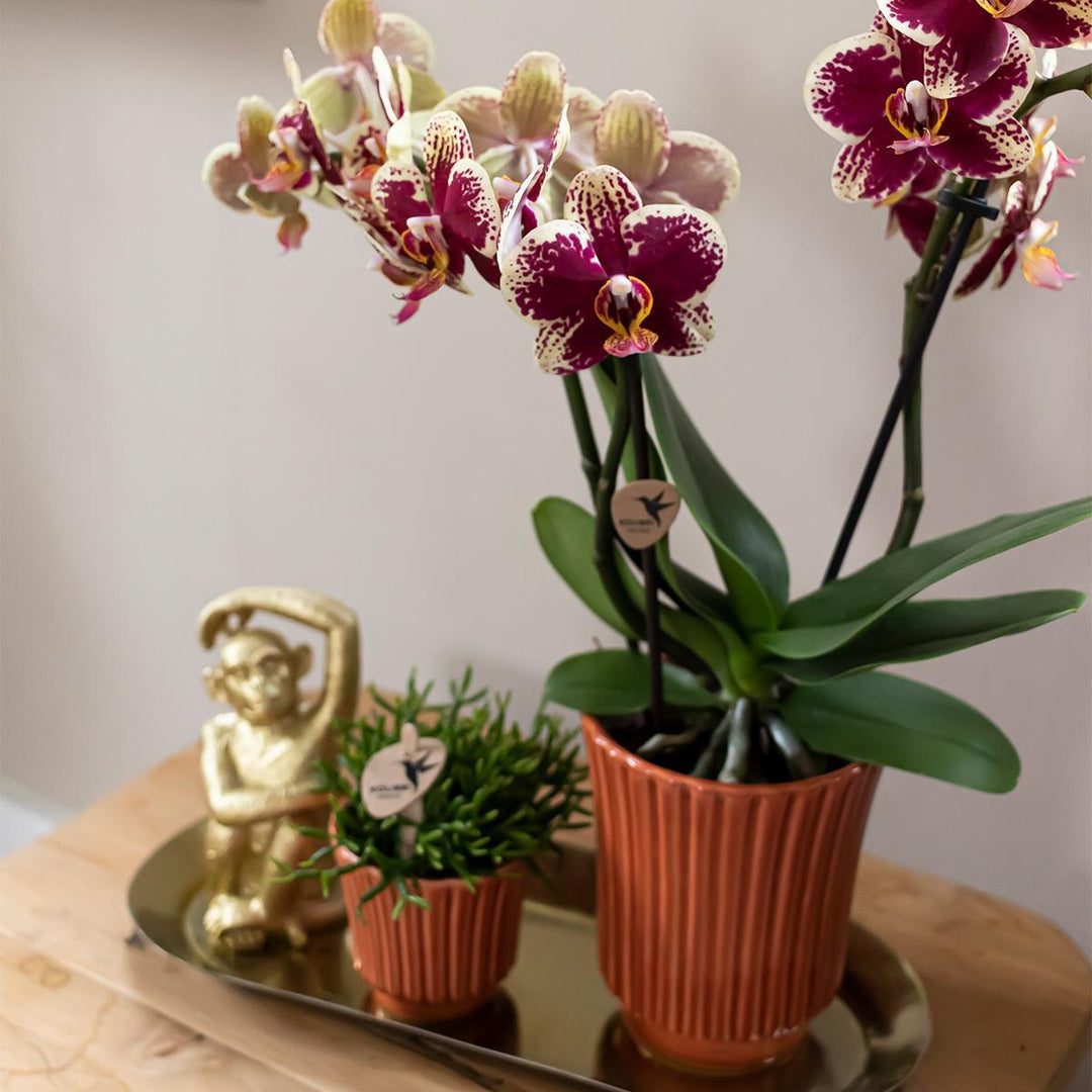 Kolibri Home | Retro Terrakotta Blumentopf - terrakottafarbener Keramik Deko-Topf Ø6cm-Plant-Botanicly