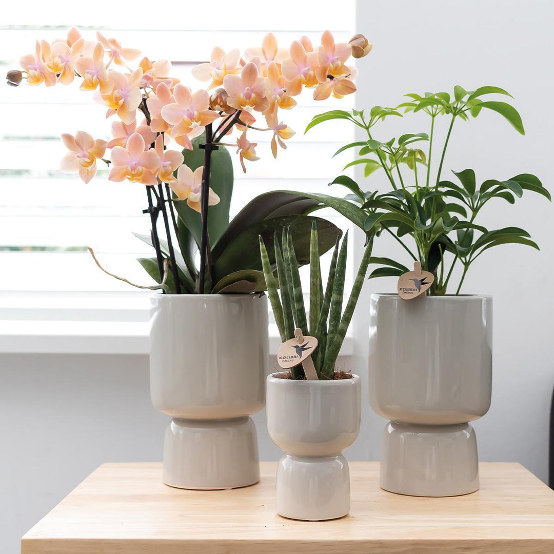 Kolibri Home | Trophy Blumentopf - Weißer Keramik-Ziertopf - Topfgröße Ø6cm-Plant-Botanicly