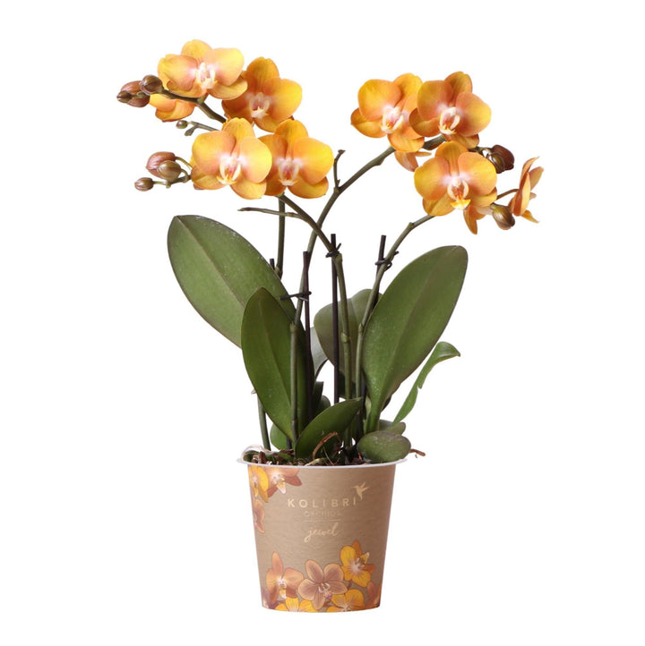 Kolibri Orchideen | Orange goldene Phalaenopsis Orchidee Topf Größe Ø12cm | Juwel Las Vegas-Plant-Botanicly