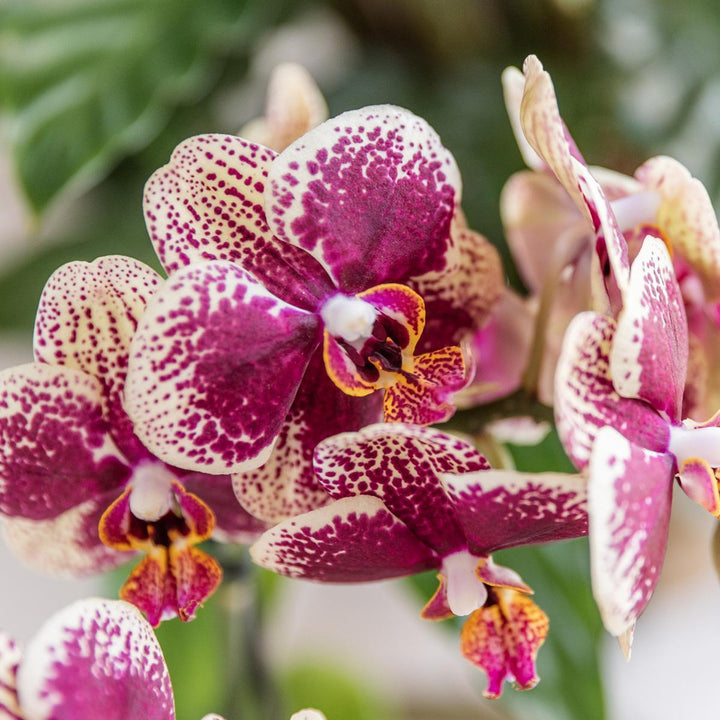 Kolibri Orchids | Gelb-rote Phalaenopsis-Orchidee - Spanien + Trophy grauer Deko-Topf - Topfgröße Ø9cm - 45cm hoch | blühende Zimmerpflanze - frisch vom Züchter-Plant-Botanicly