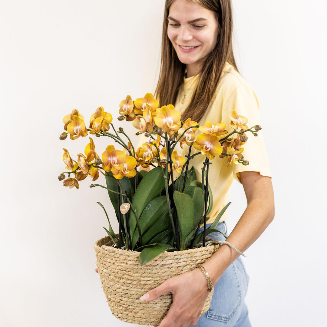 Kolibri Orchids | orange Orchideen-Set im Schilfkorb inkl. Wassertank | drei orange Orchideen Las Vegas 12cm | Mono Bouquet orange mit autarkem Wassertank.-Plant-Botanicly