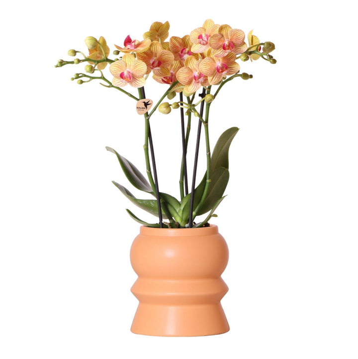 Kolibri Orchids | Orange Phalaenopsis Orchidee - Jamaica + Tower Ziertopf Pfirsich - Topfgröße Ø9cm - 40cm hoch | blühende Zimmerpflanze im Blumentopf - frisch vom Züchter-Plant-Botanicly