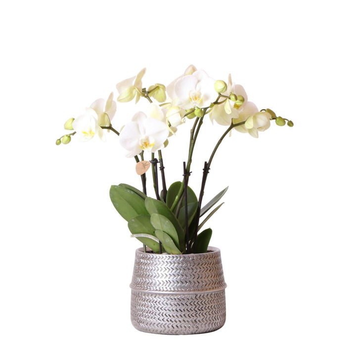 Kolibri Orchids | Weiße Phalaenopsis Gent-Orchidee im Groove-Dekotopf silber - Topfgröße Ø12cm | Blühende Zimmerpflanze im Blumentopf - frisch vom Züchter-Plant-Botanicly