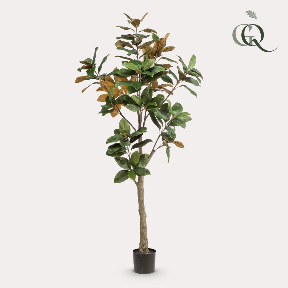 Magnolia Grandiflora - 180 cm - kunstpflanze-Plant-Botanicly