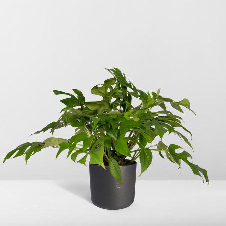 Monstera Minima - Lochpflanze - 30cm - Ø15-Plant-Botanicly